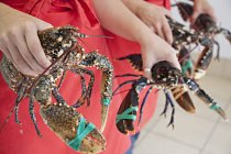 Women holding fresh lobsters — Stock Photo