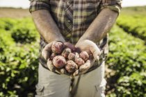 Imagen recortada del hombre sosteniendo patatas recién cosechadas en las manos - foto de stock