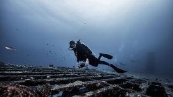 Underwater view of diver exploring shipwreck, Jupiter, Florida, USA — Stock Photo
