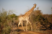 Giraffe ходьба в Національний парк Крюгера, Південно-Африканська Республіка — стокове фото