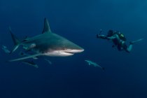 Mergulhador filmagem Oceanic Blacktip Shark (Carcharhinus Limbatus), Aliwal Shoal, África do Sul — Fotografia de Stock