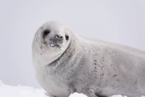 Печать лежит на снегу в заливе Вильгельмина, южный полюс, antarctica — стоковое фото
