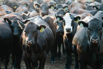 Herd of cows wearing tags in ears — Stock Photo