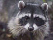 Close-up view of cute little raccoon looking at camera — Stock Photo