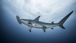 Gran tiburón martillo nadando bajo el agua - foto de stock