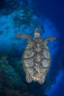 Tortuga nadando bajo agua azul - foto de stock