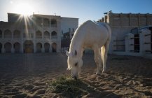 Cheval arabe de la Police à cheval de Doha — Photo de stock