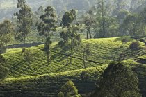 Vista aérea de la plantación de té, Kerala, India - foto de stock