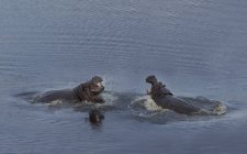 Lucha contra hipopótamos o anfibios hipopótamos en el agua, botswana, África - foto de stock