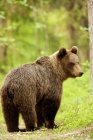 Бурый медведь идет через лес — стоковое фото