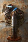 Top view of lobster with claws taped — Stock Photo