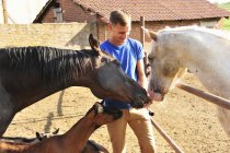Молодой человек кормит небольшую группу лошадей и коз в загоне — стоковое фото