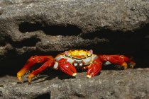 Crabe commun de Sally, Îles Galapagos, Équateur — Photo de stock