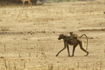 Baby baboon riding on parent back, Mana Pools, Zimbabwe, Africa — Stock Photo