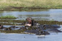 Hipopótamos selvagens na água, delta do okavango, botswana — Fotografia de Stock