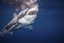 Большая белая акула плавает под водой — стоковое фото