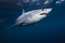 Вид збоку акули, що плаває під водою — стокове фото
