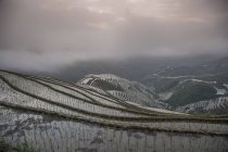 Erhöhte Sicht auf Reisfelder unter bewölktem Himmel — Stockfoto