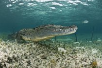 Crocodilo americano, Reserva da biosfera Chinchorro, Quintana Roo, México — Fotografia de Stock