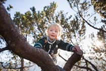 Criança feliz escalada árvore na floresta — Fotografia de Stock
