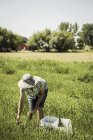 Donna in campo con cappello da sole che si piega in avanti raccogliendo asparagi — Foto stock