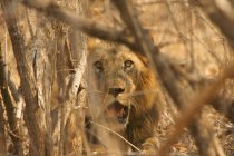 Leone maschio o leone di Panthera nascosto nella boscaglia, Parco Nazionale delle Piscine di Mana, Zimbabwe — Foto stock