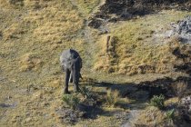 Vista aérea del elefante africano comiendo hierba en el delta del okavango, botswana - foto de stock