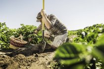 Mann mit Spaten kniet im Gemüsegarten und erntet frisches Gemüse — Stockfoto