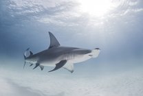 Great Hammerhead Shark swimming near surface of ocean — Stock Photo