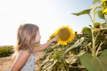 Дівчина вказує на соняшник у полі — стокове фото