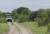 African elephant near safari jeep in Botswana, Southern Africa. — Stock Photo