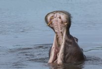Yawning Hippo or Hippopotamus amphibius in okavango delta, botswana, africa — Stock Photo