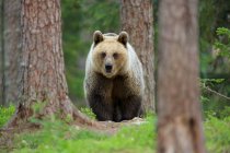 Бурий ведмідь, проходячи через ліс — стокове фото
