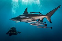 Велика океанічна акула Блекпойнт (Carcharhinus Limbatus) кружляє навколо дайвера, Алівал Шол, Південна Африка. — стокове фото
