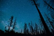 Ciel nocturne avec arbres au premier plan, Parc national du Grand Canyon, Arizona, États-Unis — Photo de stock