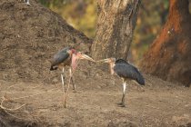 Zwei marabou-störche oder leptoptilos crumeniferus streiten um einen stock, mana pools nationalpark, zimbabwe — Stockfoto