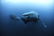 Underwater view of humpback whales, Revillagigedo Islands, Colima, Mexico — Stock Photo