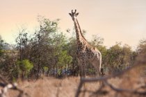 Жираф на сафари — стоковое фото