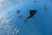 Underwater view of group of sailfish corralling large sardine shoal near surface, Contoy Island, Quintana Roo, Mexico — Stock Photo