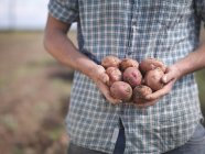 Farmer holding crop of organic potatoes, close up — Stock Photo