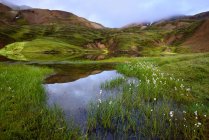 Valle pantanoso y colinas cubiertas de exuberante vegetación - foto de stock