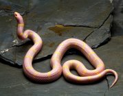 Яскраві Альбіно короля змії на камінь — стокове фото