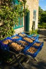 Crates of harvested walnuts on farm stall — Stock Photo