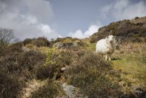 Портрет овцы на склоне холма, Портмадог, Уэльс, Великобритания — стоковое фото