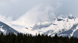 Gansos canadienses volando en montañas - foto de stock