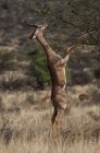 Gazelle standing on hind legs grazing on bush — Stock Photo