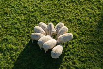 Повышенный вид стада овец, пасущихся на зеленой траве — стоковое фото