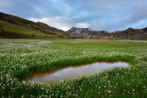 Pântano com flores silvestres florescentes e paisagem montanhosa — Fotografia de Stock