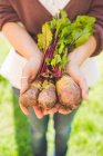 Woman's hands holding three beetroots in garden — Stock Photo