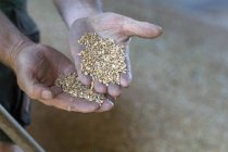 Руки фермера, держащего пшеницу — стоковое фото